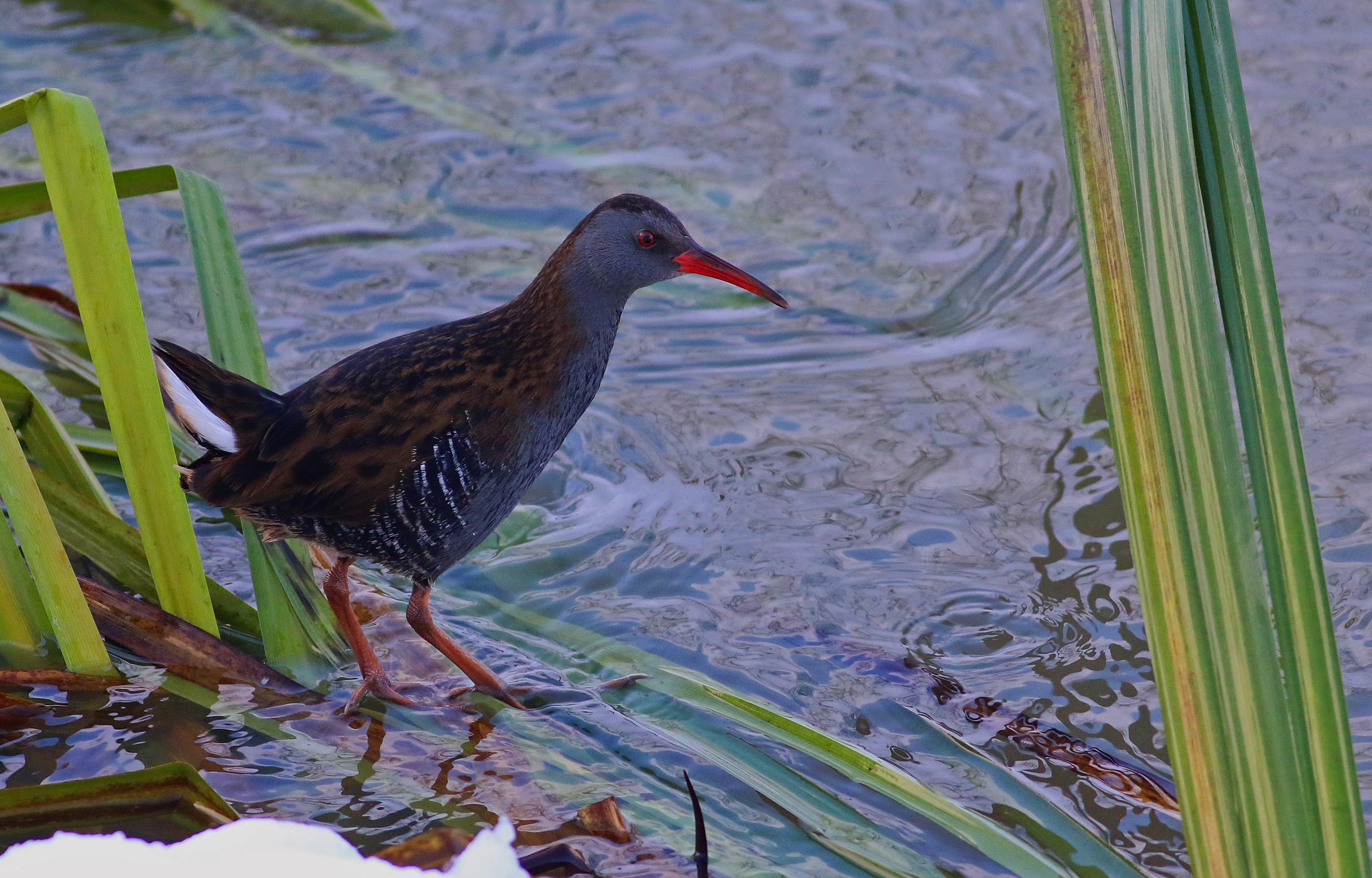 Water Rail